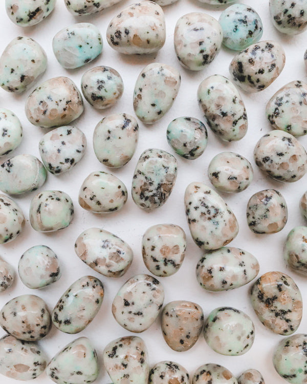 Kiwi Jasper